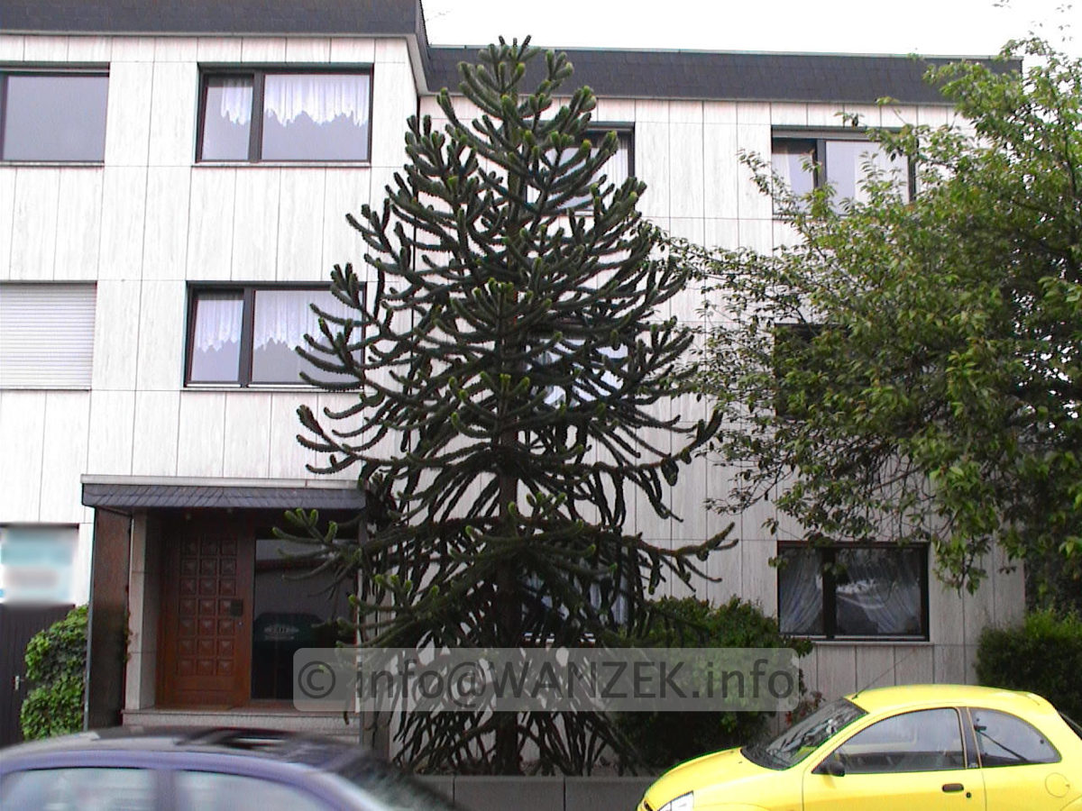 Araucaria araucana - Sol in Bonn.jpg